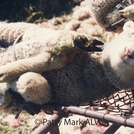Lamb Mulesing by Patty Mark ALV