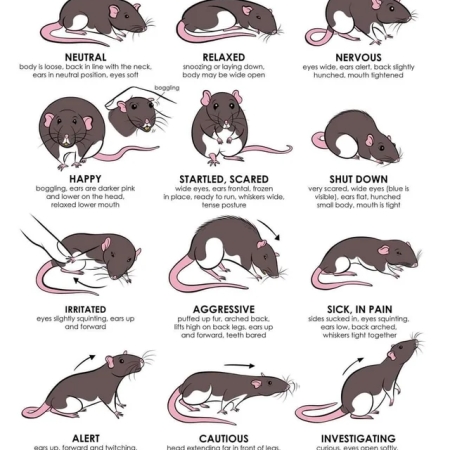 Lili Chin Rat Body Language